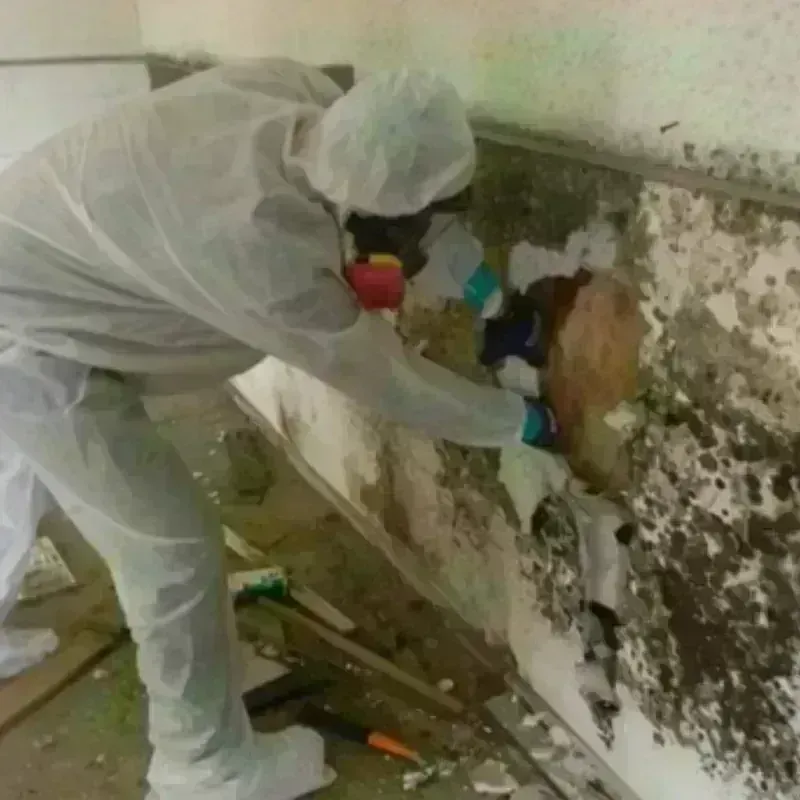 Mold Remediation and Removal in Everett, MA